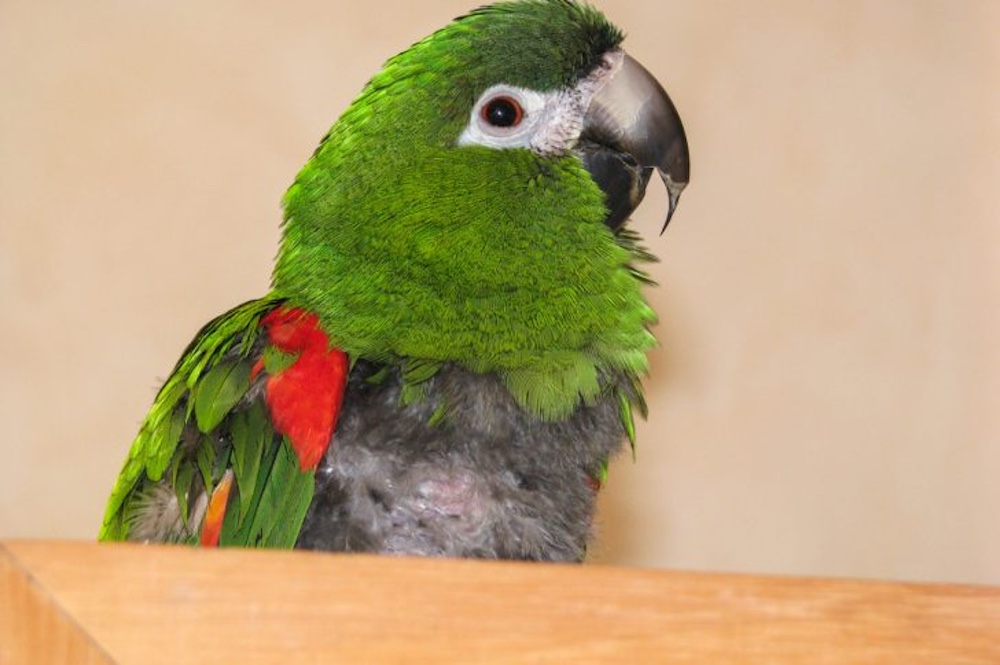 オウム病の感染経路は？人から人へうつることはあるの？