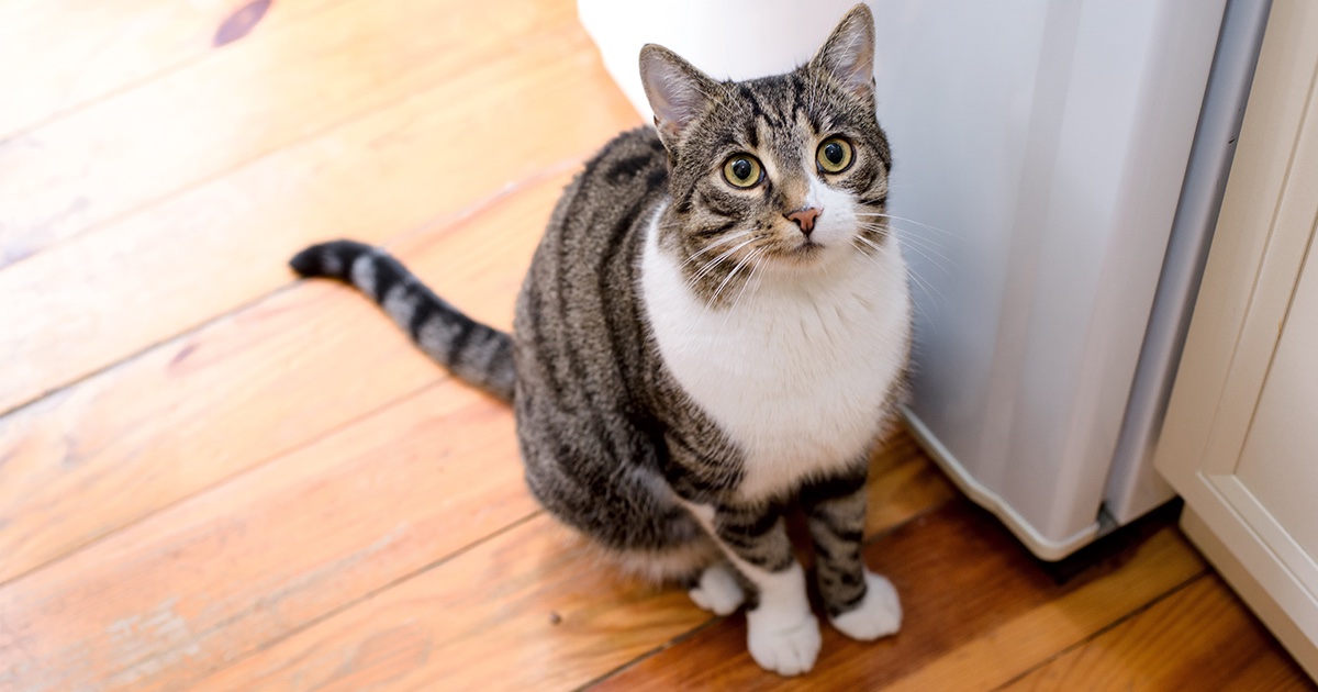 動物由来感染症のおもな種類と注意点について